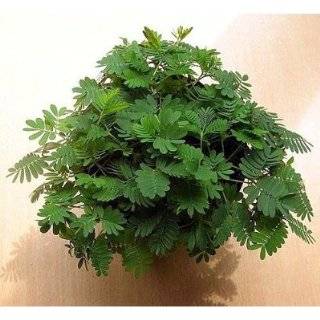  50 Seeds, Sensitive Plant (Mimosa Pudica) Seeds by Seed 