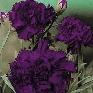 Carnation   King of Blacks   1000 Seeds