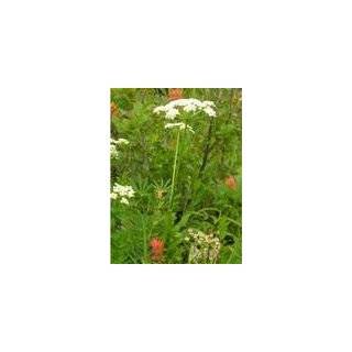  500 WHITE ANISE Pimpinella Anisum HERB Flower Seeds Patio 