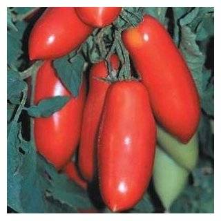  10 + Viva Italia Tomato Seeds Patio, Lawn & Garden