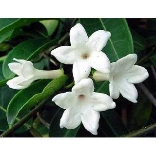  Jasmine Maid of Orleans Plant Patio, Lawn & Garden