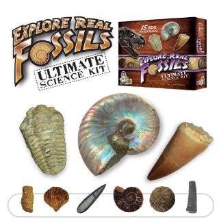 Ultimate Fossil Kit   Set of 15 Real Fossils   Includes Rare Specimens 