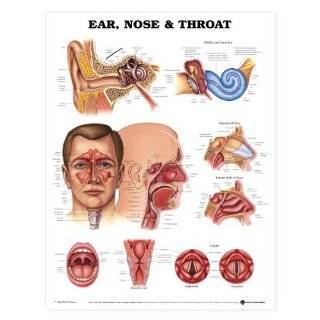 Ear Nose + Throat Anatomical Chart Laminated ,English (Poster) 9895PL1 