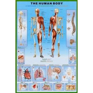 Muscular System Anatomical Chart Laminated:  Industrial 