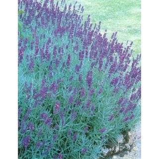   : Munstead Lavender Herb   Perennial   8 Plants: Patio, Lawn & Garden
