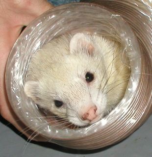 New Ferret thru Way Clear Flexi Tube Tunnel Toy Expands 25 Feet Long Marshall