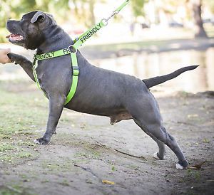 Top Quality Dexil Dog Collar Lead Non Pull Harness Prevent Dog Accidents Now