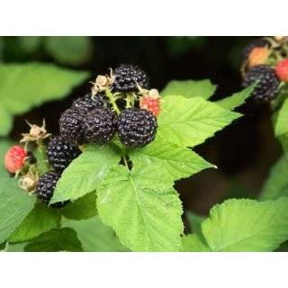  Bristol Black Raspberry Plant   Most Popular   Potted 