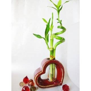 9GreenBox   Live Spiral 3 Style Lucky Bamboo Plant Arrangement w/Heart 