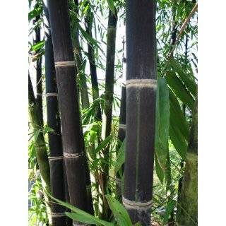  Bory Bamboo 2   Year Plant Patio, Lawn & Garden