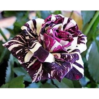  Black Baccara Rose Seeds Packet: Patio, Lawn & Garden