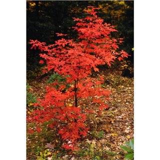 Japanese Red Maple Tree Seedling: Patio, Lawn & Garden